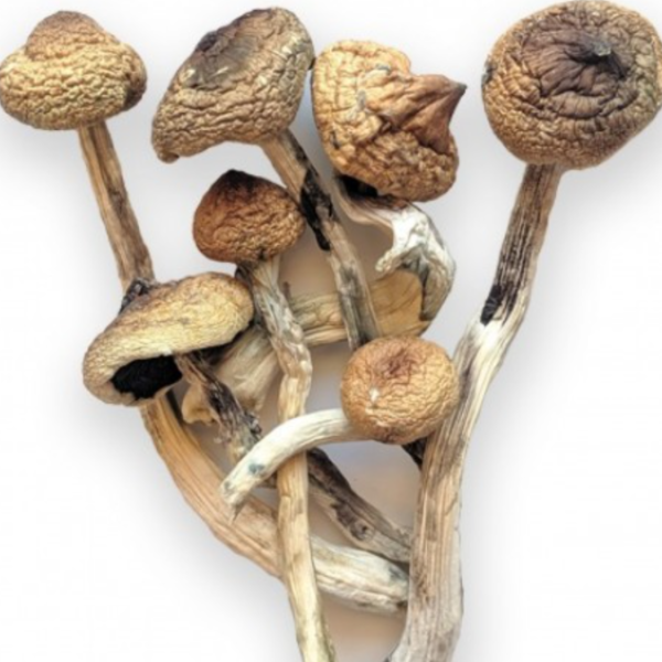 Buy Golden Teacher spores UK, Golden Teacher mushroom grow kit delivery UK, Buy Golden Teacher mushroom spores for study UK, Golden Teacher mushroom spores for sale online UK, Buy Golden Teacher mushroom spores discreetly UK, Golden Teacher mushroom spores UK shop, Buy Golden Teacher mushrooms for depression UK, Golden Teacher mushrooms for anxiety UK buy, Buy Golden Teacher mushrooms for mental health UK, Golden Teacher mushrooms for PTSD UK buy, Buy Golden Teacher mushrooms for wellness UK, Golden Teacher mushrooms for spiritual growth UK, Buy Golden Teacher mushrooms for personal development UK, Golden Teacher mushrooms for creativity UK, Buy Golden Teacher mushrooms for microdosing UK,